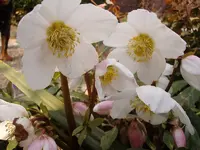 Christrose_2235.webp