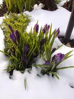Krokus_2254.webp