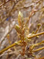Forsythie Knospen_2258.webp