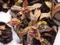 Lungenkraut Knospen_2269.webp