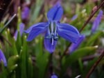 Scilla_2309.JPG