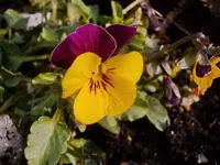 Stiefmütterchen_2229.webp