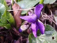 Veilchen_2221.webp