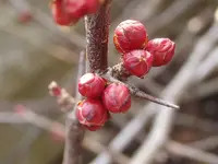 Zierquitte Knospen_2241.webp