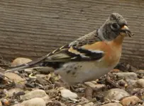 Bergfink Makro.webp