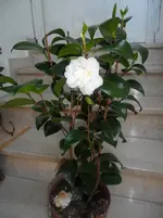 SAM_1140.webp