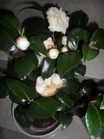 SAM_1139.webp