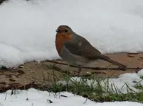 Rotkehlchen1.webp