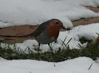 Rotkehlchen2.webp