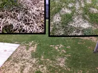 rasen2.webp rasen2.webp