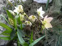 SAM_1143.webp