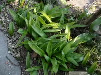 SAM_1145.webp