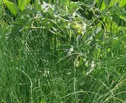 Schnittlauchtomate.webp