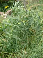 Tomate_Schnittlauch.webp
