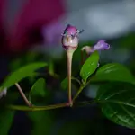 DSC_3077.2.webp