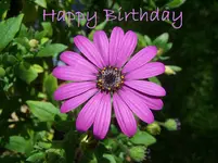 Happy Birthday.webp