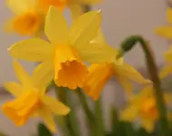 Fruehlingsgruss.webp
