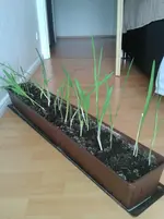 20130403_113431.webp