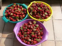 Erdbeeren1.webp