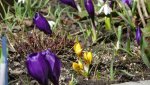 K800_Frühling 2013 003.JPG