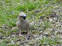 Kernbeißer_1818.webp