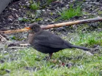 Amsel_1801.webp