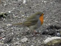 Rotkehlchen_1850.webp