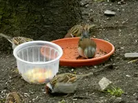 Spatzen-Buchfink_1822.webp