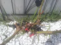 20130403_132210.webp