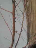 20130403_132254.webp