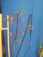 20130403_132540.webp