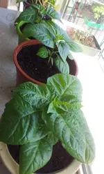 20130402_141339.webp