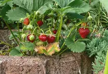 Erdbeeren2.webp