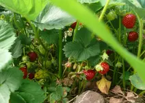 Erdbeeren3.webp