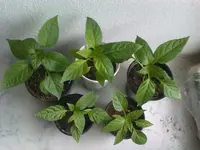 IMAG1001.webp