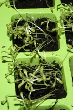 Kopfsalat 1 03.04.13.webp