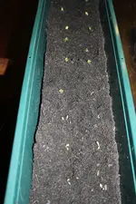 Kopfsalat 2 03.04.2013.webp
