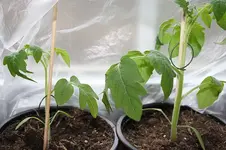 Tomaten 03.04.2013.webp
