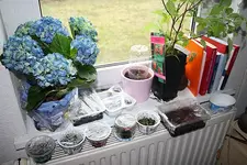 Anzuchten 03.04.2013.webp