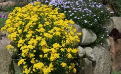Steinmauer Hangbeet.webp