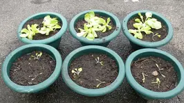 Kopfsalat.webp