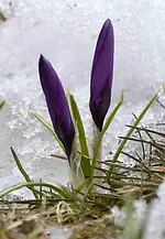 DSC_3738_lila_Krokusse_im_Schnee.webp