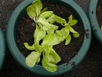 Kopfsalat groß.webp