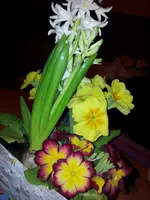 Ostergesteck.webp