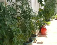 Balkontomaten2.webp