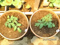 Buschtomaten.webp
