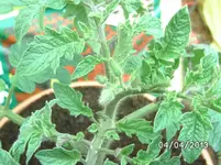 Blüte.webp
