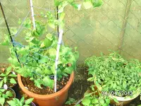 Links (5).webp