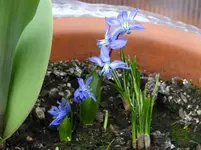 Frühling im Topf.webp