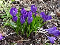 Krokusse.webp